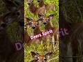 Spirit of the Deer #shorts