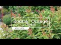 30 Seconds With Kodiak Orange Diervilla 