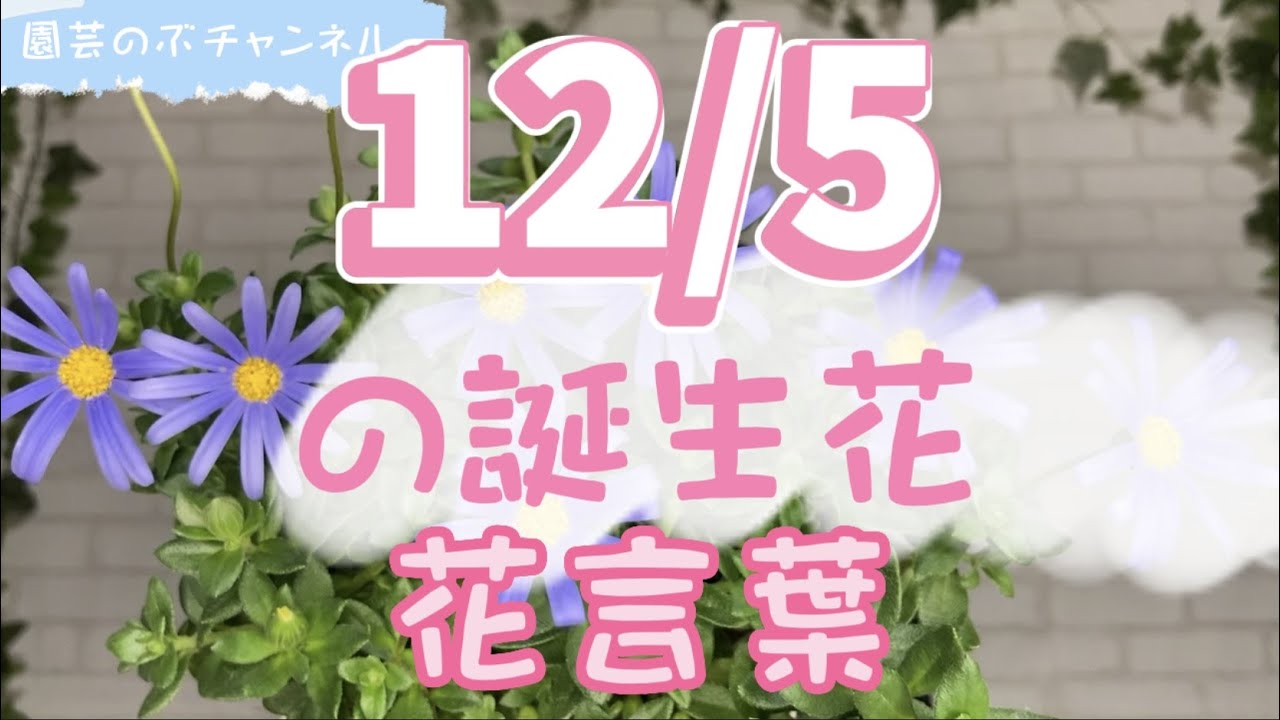 12/5の誕生花と花言葉【園芸のぶチャンネル】【12月】【5日