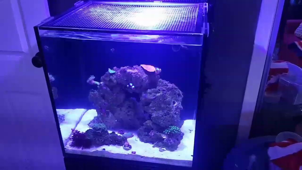 Red Sea Max NANO: Is it loud?