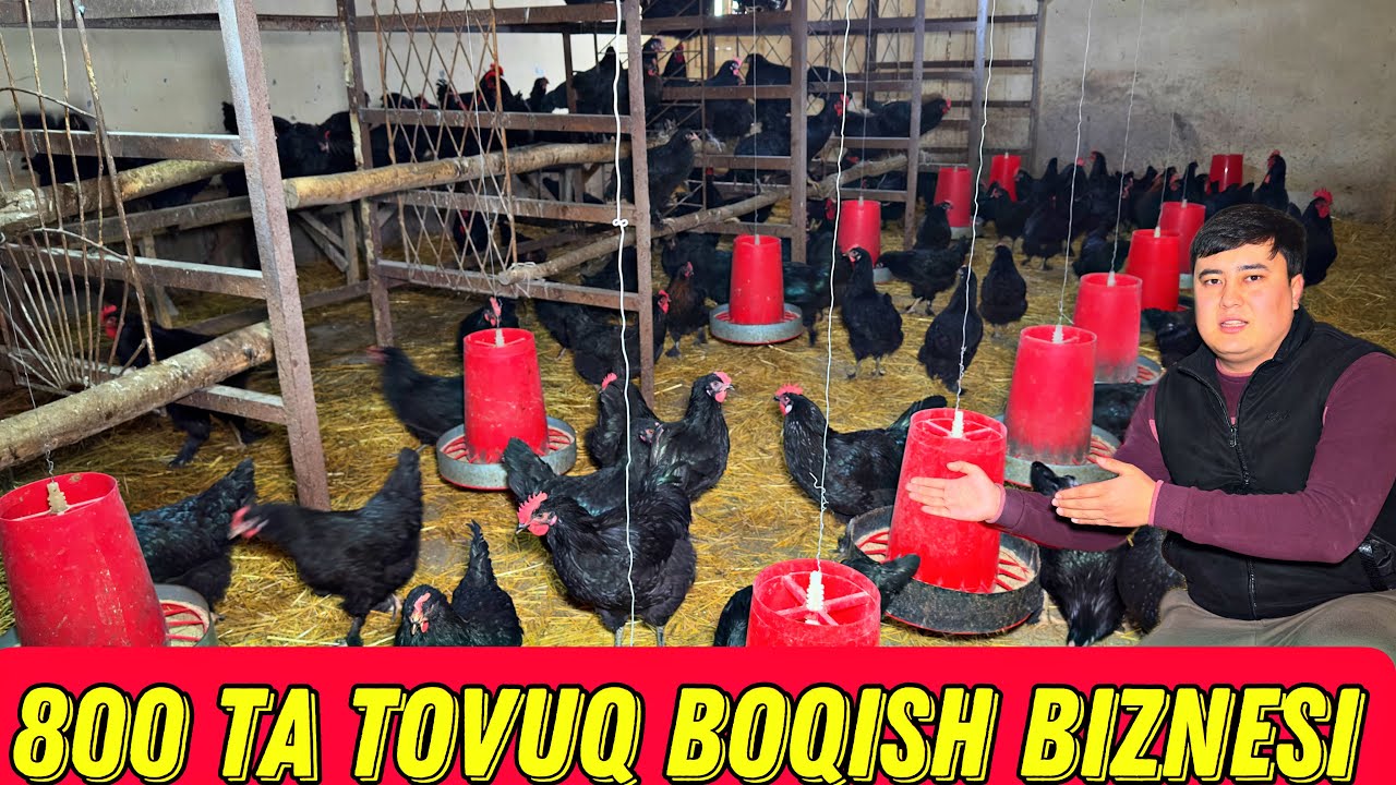 10 YILLIK TAJRIBA UY SHAROITIDA QORA TOVUQ BOQISH BIZNESI