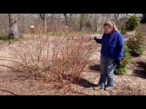 Video: Growing Tatarian Dogwoods – Hvordan ta vare på en Tatarian Dogwood Bush