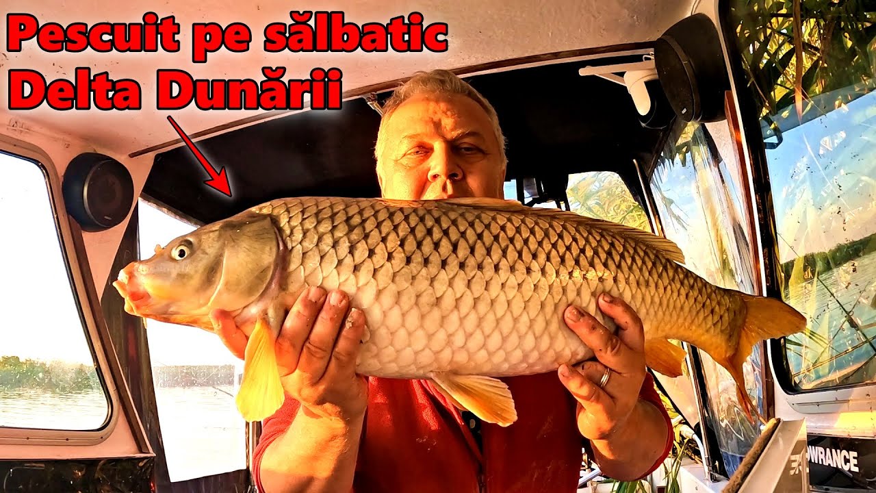 🎣 Capturi Frumoase in Salbaticia Deltei Dunarii: Crap și Somn in Actiune! 🌊