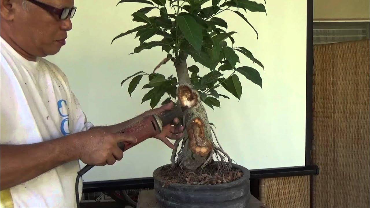 Bonsai Tutorials for Beginners How to Carve From a Trunk Chop Versus That From a Branch Cut