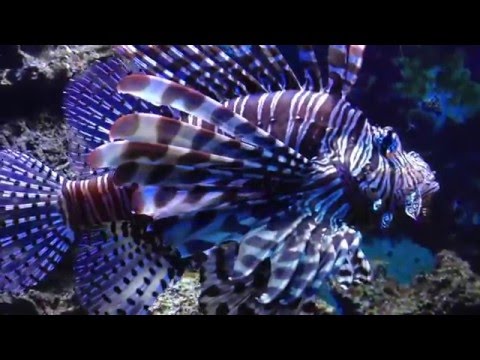 Cologne Aquarium - Colourful Puma Fish 