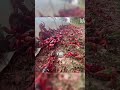 Ref:-Q4Ux_tHI8o Tens of millions of crabs take over this island #interestingfacts #facts #earth