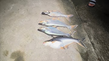 679 l Giăng câu cá tra bằng mồi chuối chín l Fishing
