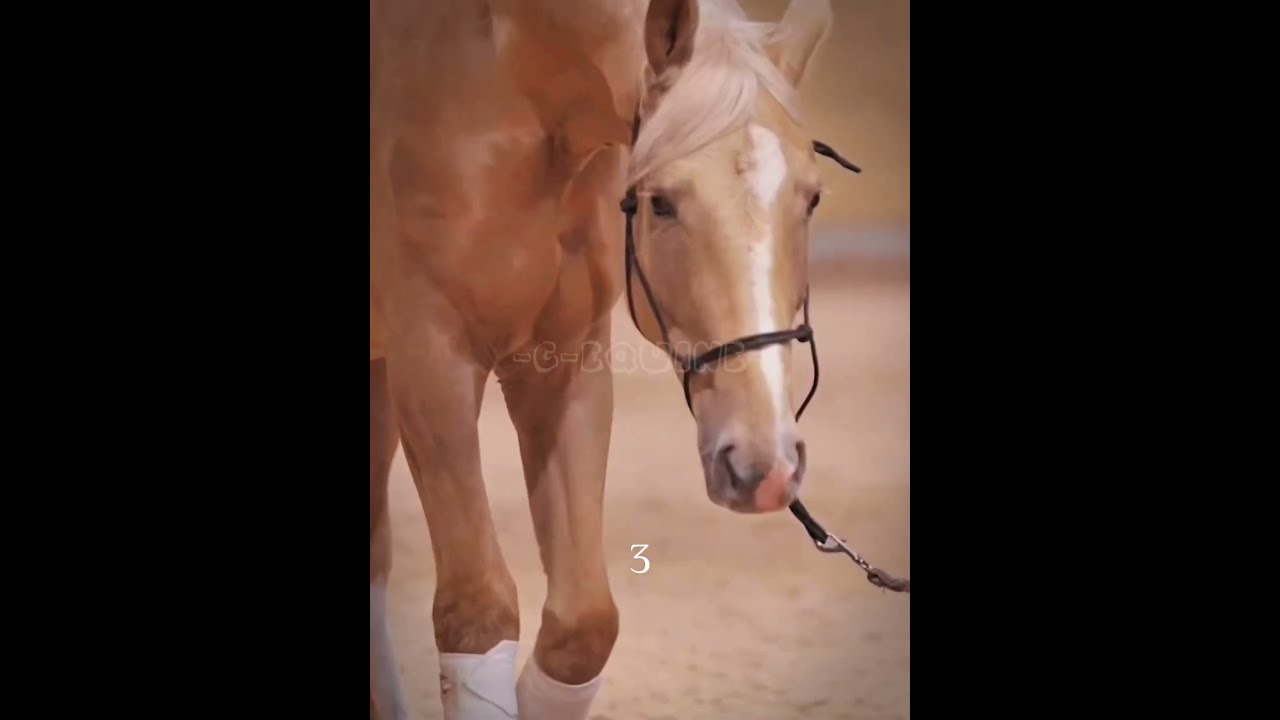 Calling All Palominos Palomino Horse Fyp Viral Equestrian