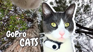 CAT POV: Two Cats Climbing A Tree Together And Meowing Like Crazy by Purr With Us  2,111 views 1 month ago 8 minutes, 12 seconds