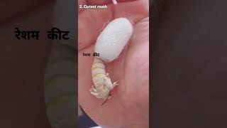 Silk Moth 🐛🐝🐝 #homescience #textile #silk#shortsfeed #shorts #youtubeshorts