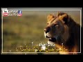 أسد وحيد بلا أخ 