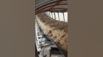 Băng Tải Mía Vào Khuếch Tán - Nhà Máy Mía Đường #sugarcane