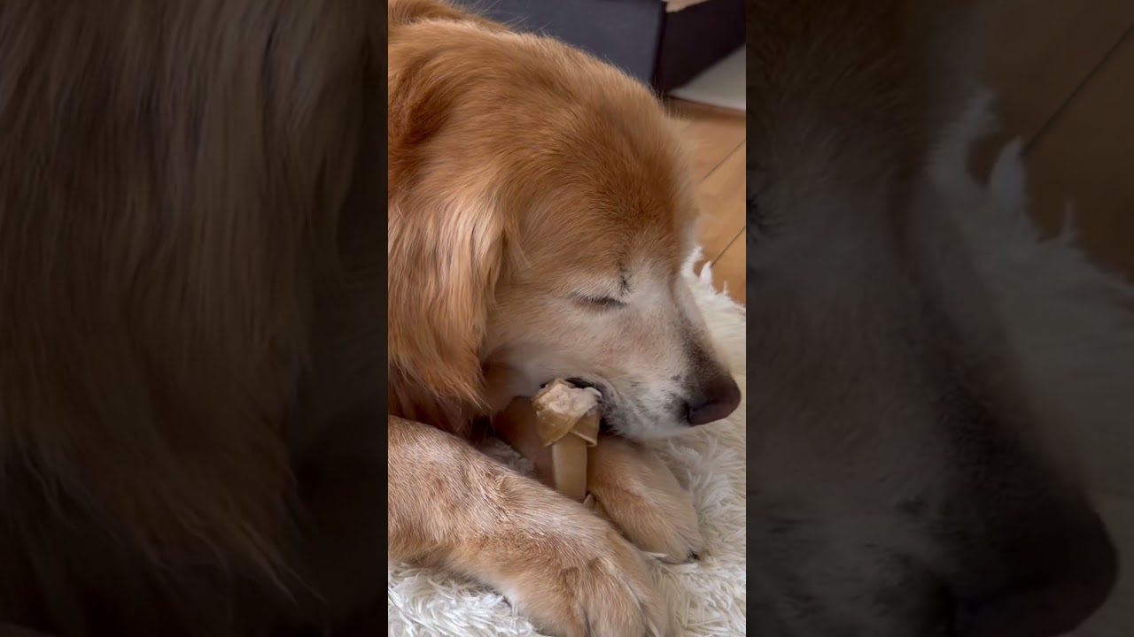 Golden Retriever ASMR｜Chewing snack🐶 - YouTube