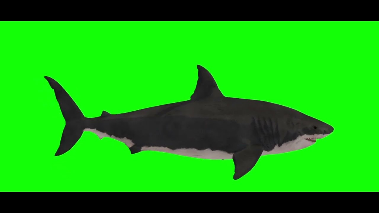 Green screen Shark 🦈📢Free copyright 📢