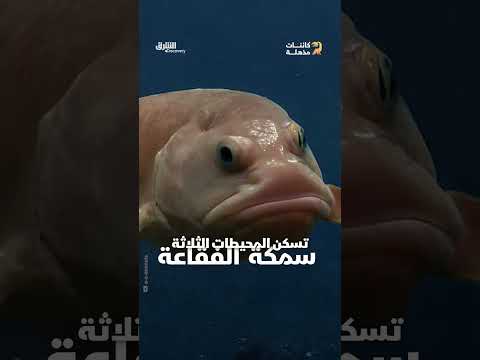 السمكة الأبشع في العالم