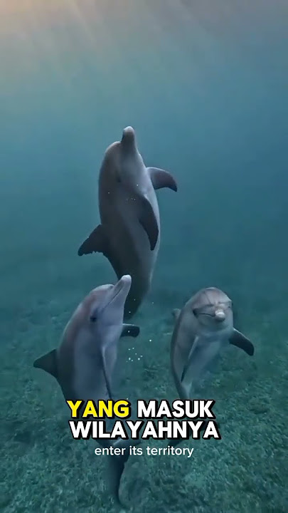 Dolphins often live in groups, did you know? #trending #viral #uniquefacts #tiktok #dolphin