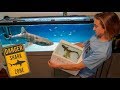 SAVING Pet SHARK Turns Into DANGEROUS Fish Transfer...