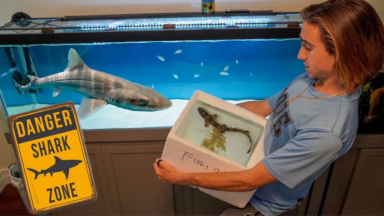 SAVING Pet SHARK Turns Into DANGEROUS Fish Transfer... - YouTube