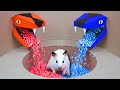 Hamster Escape 🛑 Prison Maze 🛑 Live Stream