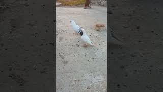 new pigeon statuspigeon kabutar live