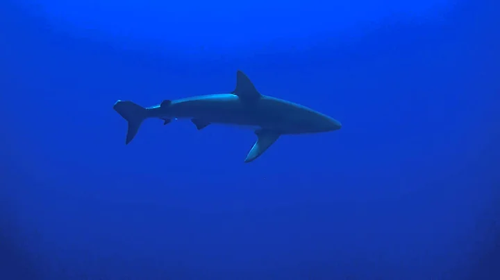 Shark Tank 2014 12