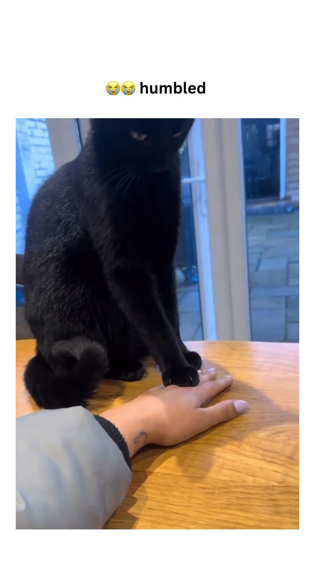 Kittyo like quit playing we aren’t doing this