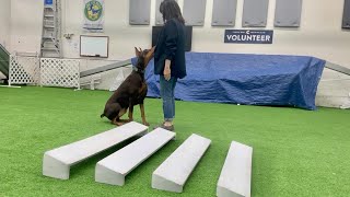 Beau Works the Broad Jump - Silver Spring, MD, USA