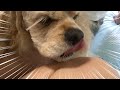 愛犬がひたすら飼い主の足を舐めてくるのですが… コッカースパニエル