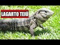 Lagarto teiu ( Salvator merianae )