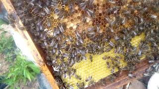 اضافة عاسلة الى خلية النحل بطريقة سهلة للمبتديين