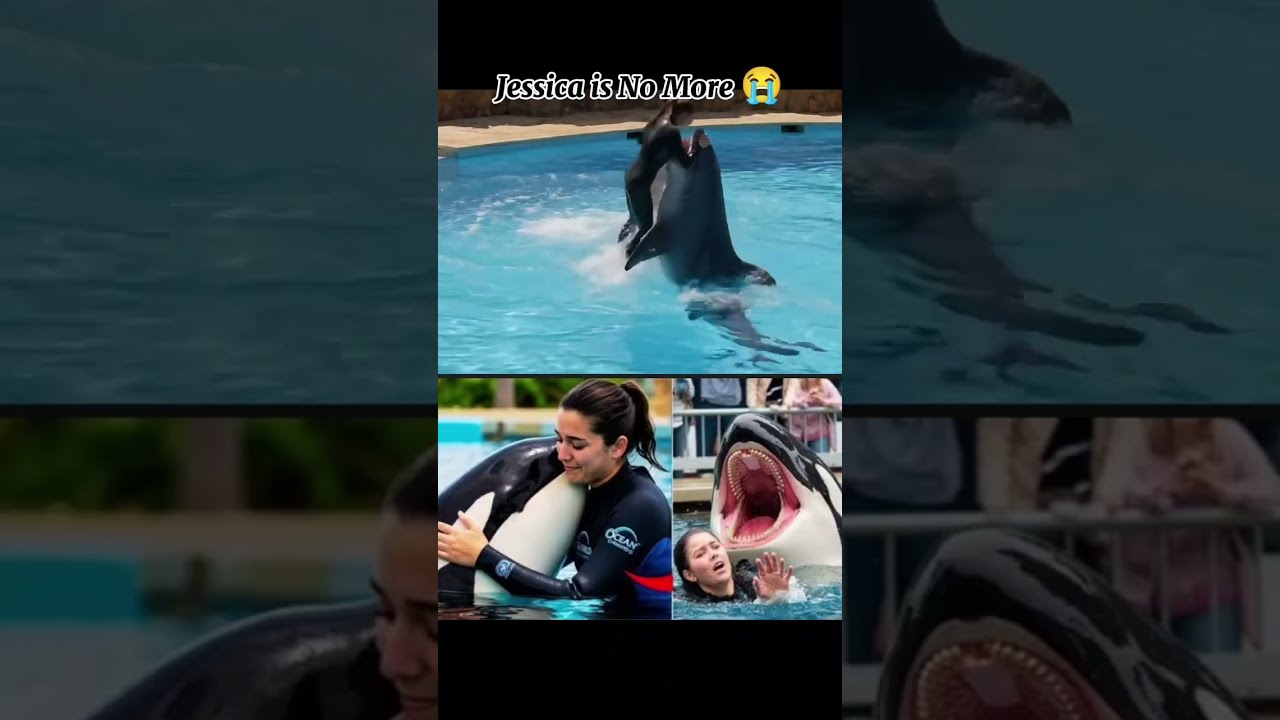 Jessica Dolphin Incident Radcliffe Orca Attack Dolphins Explorepa 