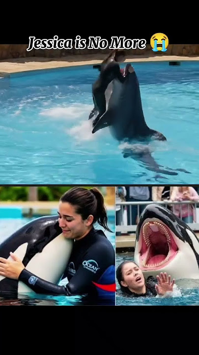 Jessica dolphin incident jessica radcliffe orca attack...#jessica #dolphins #incident #explorepa.