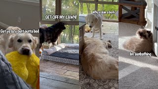 Golden Retriever & Newfoundland Shenanigans