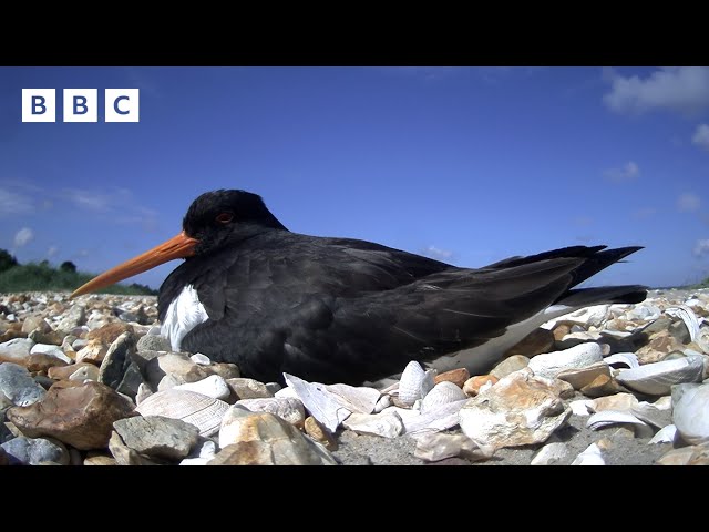 🔴 LIVE wildlife cameras 🐣 4 June 🌺 BBC Springwatch 2024 class=