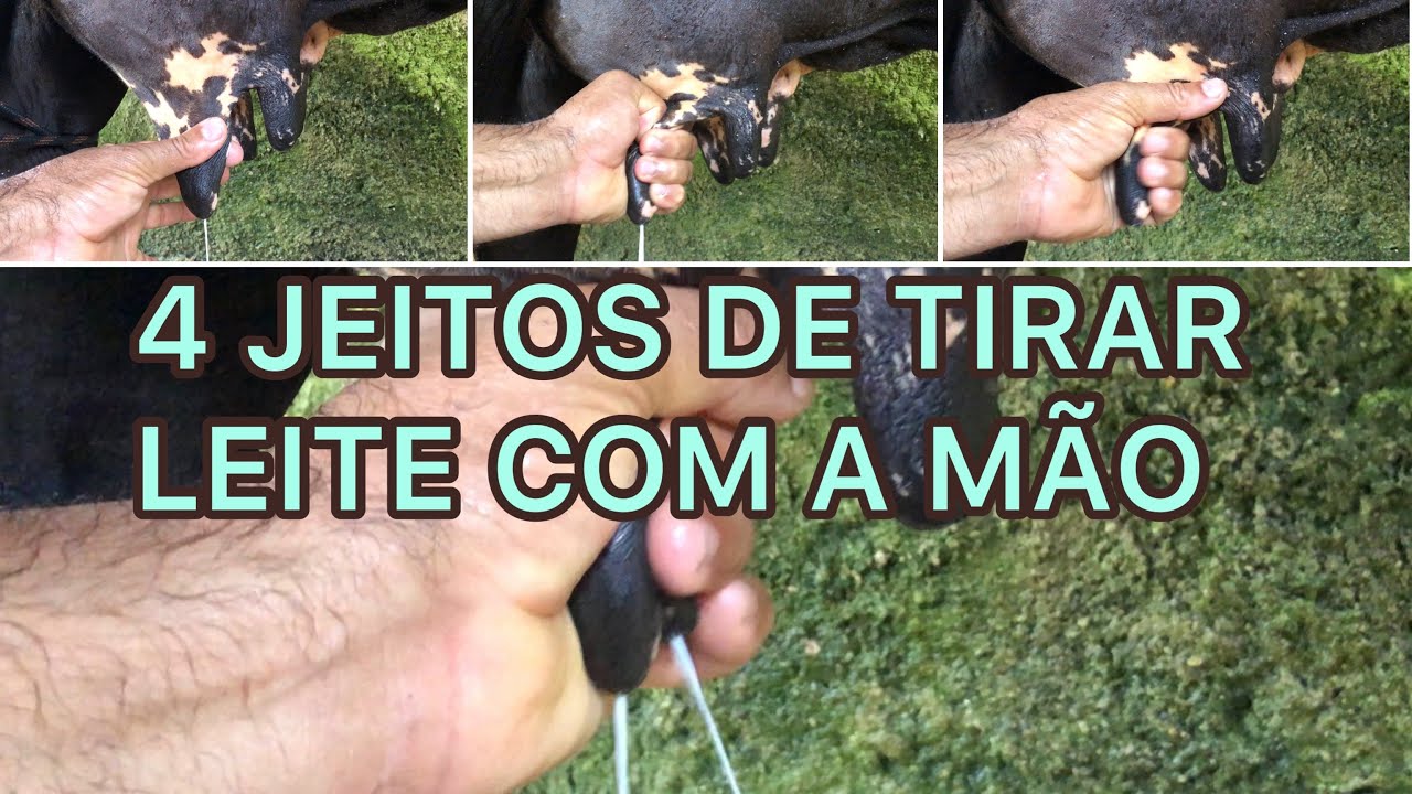 4 JEITOS DE TIRAR LEITE COM A MÃO // NOMES DAS VACAS QUE CHEGARAM E DO TOURO.