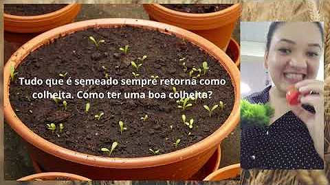 O que é necessário para uma boa colheita?