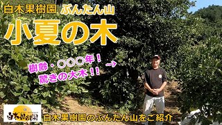 【文旦屋・白木果樹園】樹齢120年ほどの小夏の木をご紹介いたします。