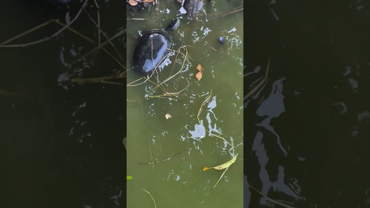 เต่ามองหน้าเราเลย