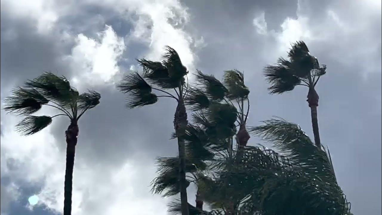 Palm Trees can Tolerate EXTREME Wind! YouTube