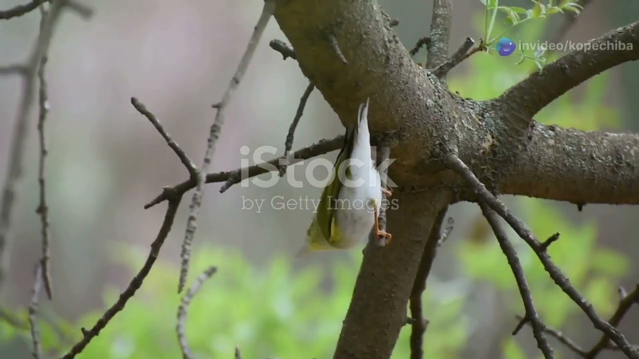 Birdwatching in Afghanistan: A Paradise for Avian Enthusiasts 
