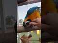 Macaw, talking laughing and playing. Harry the blue and gold macaw