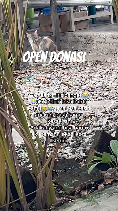 Ya Allah ga tega 😭😭bantu up dong kak 😭😭 #cat #reels #kucingjalanan