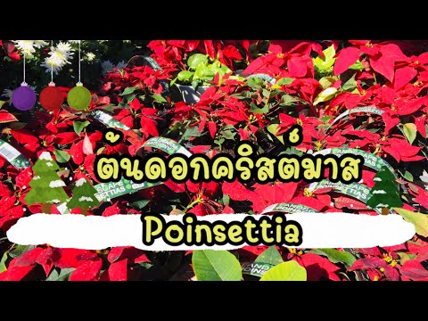 วีดีโอ: ดอก Poinsetia : อยู่บ้านเลี้ยงยังไง?