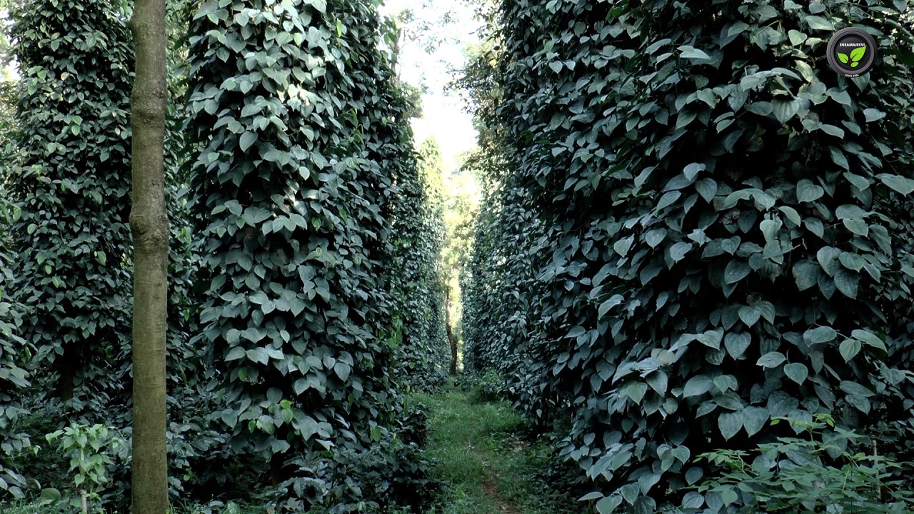 ಅಡಕೆಗೆ ಪರ್ಯಾಯ, ಅಡಕೆಯೊಂದಿಗೆ ಉಪ ಬೆಳೆಗಳು | Alternate crops to arecanut and intercrops in arecanut