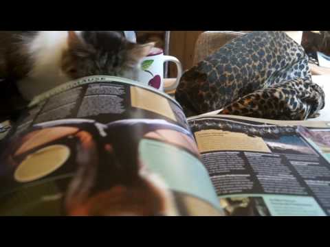 Video: Zwei Katzen Aus Demselben Haushalt Haben Guinness-Weltrekorde
