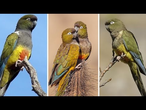 Video: Un Conuro oscuro come un uccello domestico: un pappagallo affettuoso e intelligente