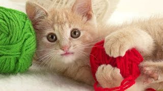 Котики играют) Котики играют)