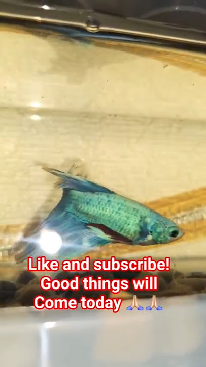 Claim it! #shortsfeed #viral #bettafish
