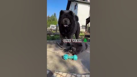 31 Days to One Year Chow chow transformation #feed dogbreed puppy pets gsds #chowchow #doglove