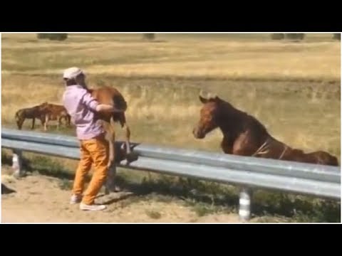 Animal lover saves little foal’s life – now watch how mom says thank you